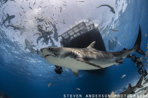 Its a real shark rodeo at Tiger Beach - Bahamas
Tiger Sh... by Steven Anderson 